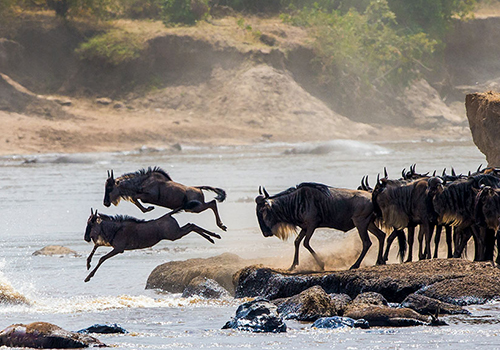 10 Days Amazing Migration Safaris